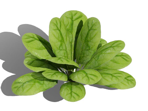 Листовая зелень 3D Pack 3D Модель