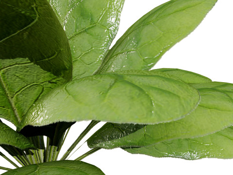 Leafy Greens 3D Pack 3D Model