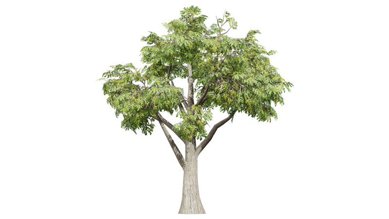 South African Mopane Tree 3D 모델 .c4d .max .obj .3ds .fbx .stl .blend
