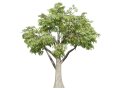 South African Mopane Tree 3D मॉडल