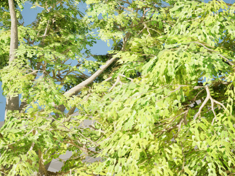South African Mopane Tree 3D 모델
