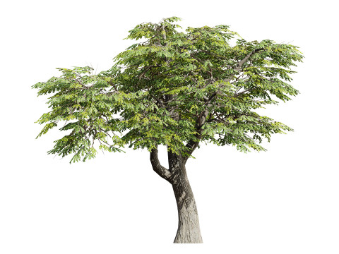 South African Mopane Tree 3D 모델