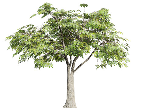 South African Mopane Tree 3D 모델