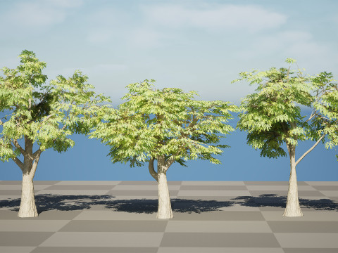 South African Mopane Tree 3D 모델