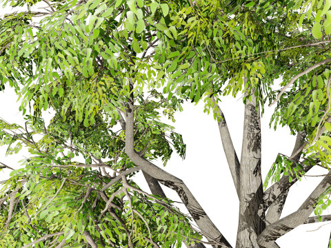 South African Mopane Tree 3D 모델