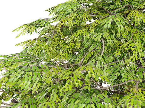 South African Mopane Tree 3D 모델