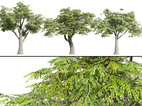 South African Mopane Tree 3D 모델
