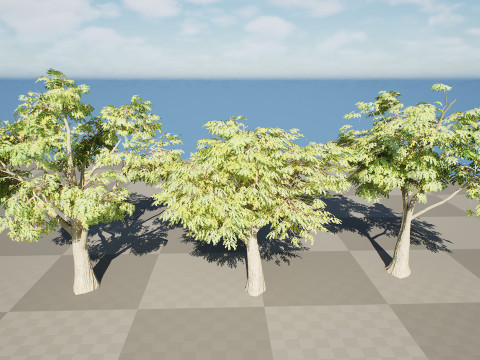 South African Mopane Tree 3D 모델