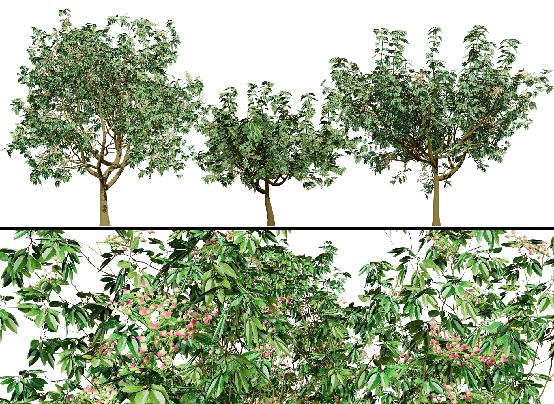 3D Pistachio Tree Model Pack 3D Model .c4d .max .obj .3ds .fbx .stl .blend 