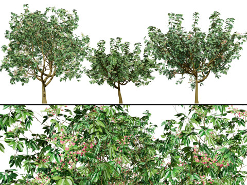 3D Pistachio Tree Model Pack 3D Model