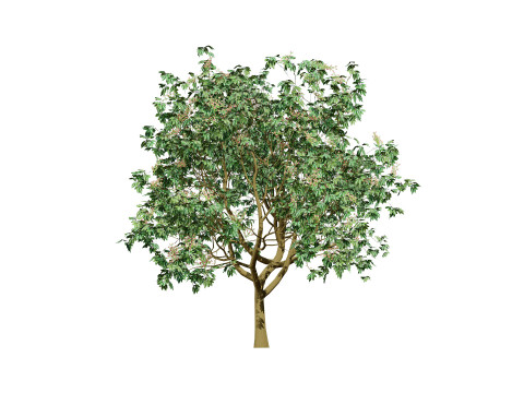3D Pistachio Tree Model Pack 3D 모델