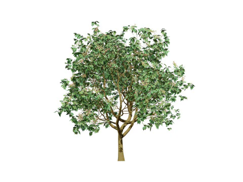 3D Pistachio Tree Model Pack 3D Model