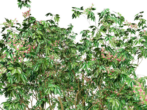 3D Pistachio Tree Model Pack 3D 모델