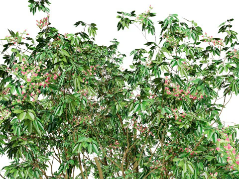 3D Pistachio Tree Model Pack 3D Model