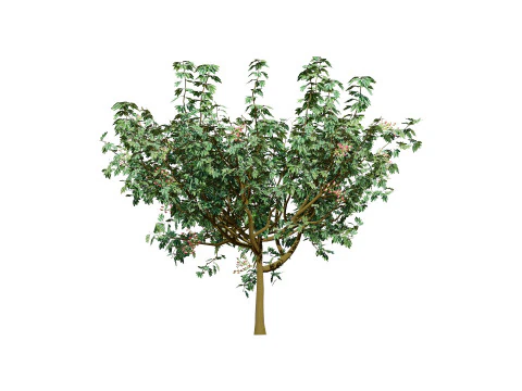 3D Pistachio Tree Model Pack 3D Model