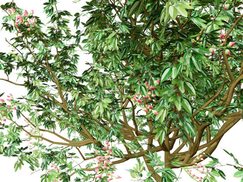 3D Pistachio Tree Model Pack 3D Model