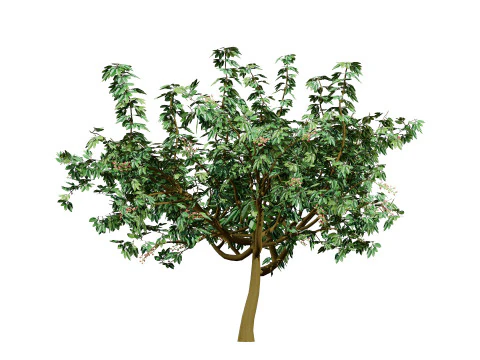 3D Pistachio Tree Model Pack 3D Model