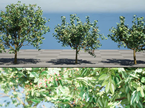 3D Pistachio Tree Model Pack 3D Model