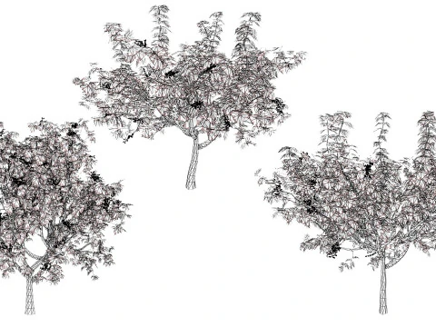 3D Pistachio Tree Model Pack 3D Model