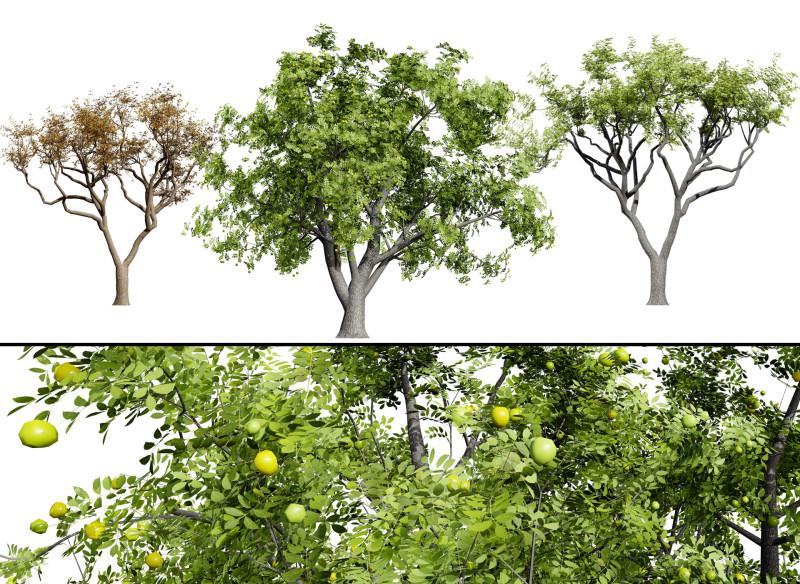 Marula Tree Pack 3D Model .c4d .max .obj .3ds .fbx .stl .blend