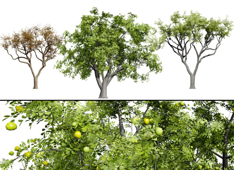 मारुला ट्री पैक 3D मॉडल .c4d .max .obj .3ds .fbx .stl .blend 