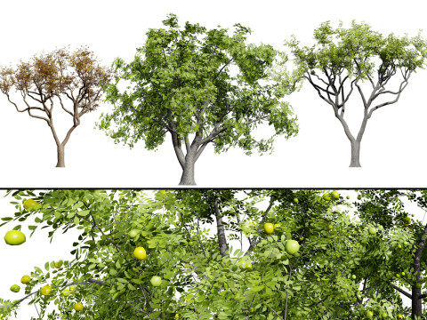 Marula Tree Pack Modèle 3D