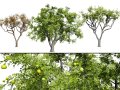 Marula Tree Pack 3D मॉडल
