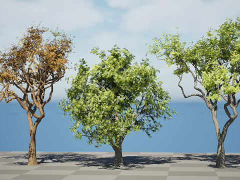 Marula Tree Pack 3D 모델