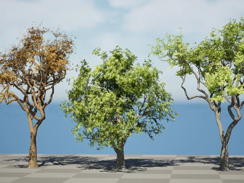 मारुला ट्री पैक 3D मॉडल