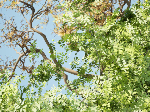Marula Tree Pack 3D 모델