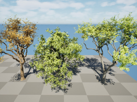 Marula Tree Pack 3D 모델