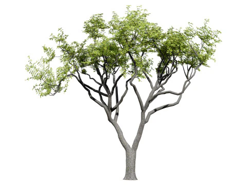 मारुला ट्री पैक 3D मॉडल