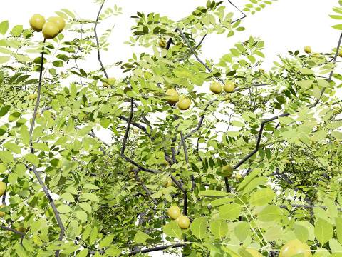 Marula Tree Pack 3D 모델
