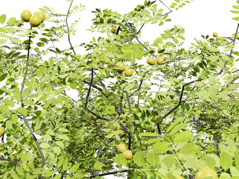 मारुला ट्री पैक 3D मॉडल