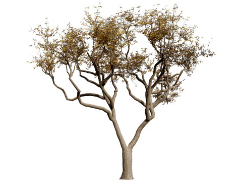 Marula Tree Pack 3D 모델