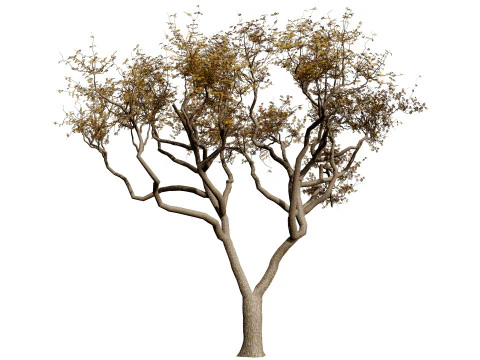 मारुला ट्री पैक 3D मॉडल