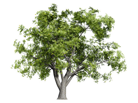 Marula Tree Pack 3D 모델