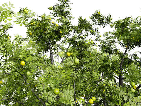 Marula Tree Pack 3D 모델