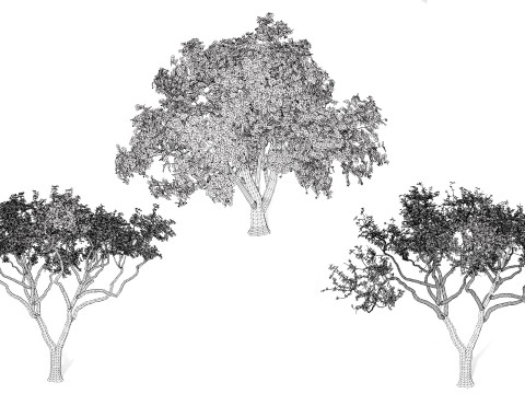 Marula Tree Pack 3D 모델