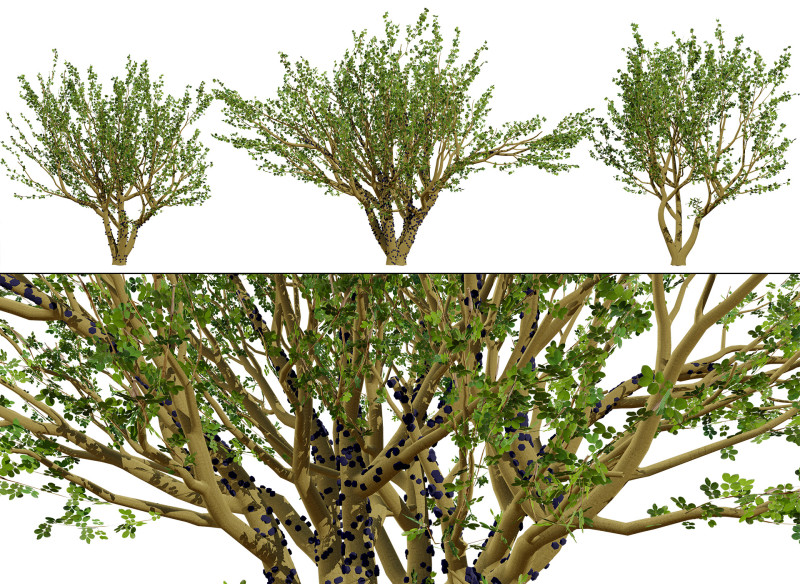 Tropical Jaboticaba Tree 3Dモデル .c4d .max .obj .3ds .fbx .stl .blend