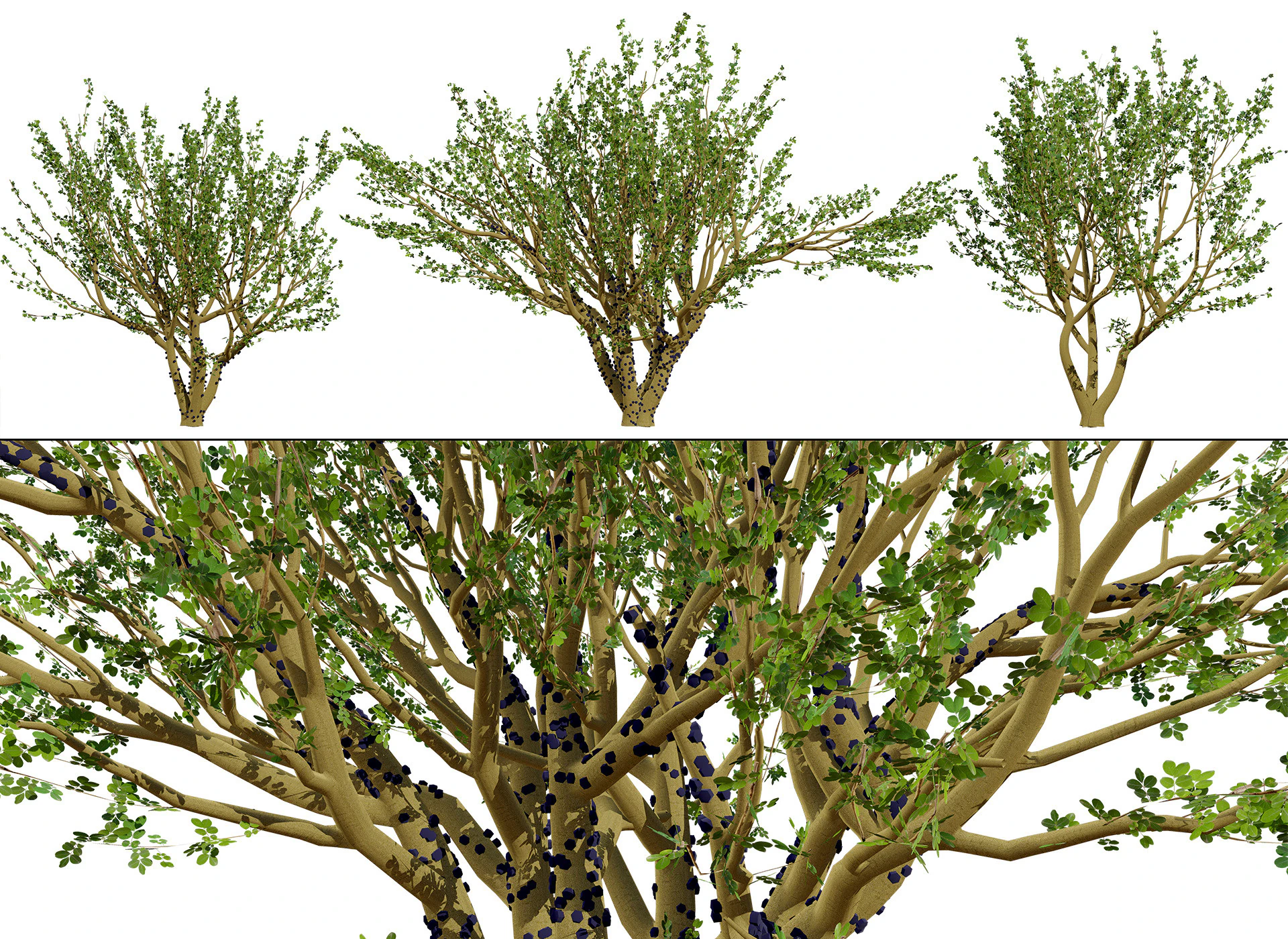 Tropical Jaboticaba Tree 3D Model .c4d .max .obj .3ds .fbx .stl .blend 