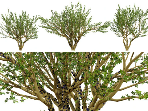 熱帯のジャボチカバの木 3Dモデル