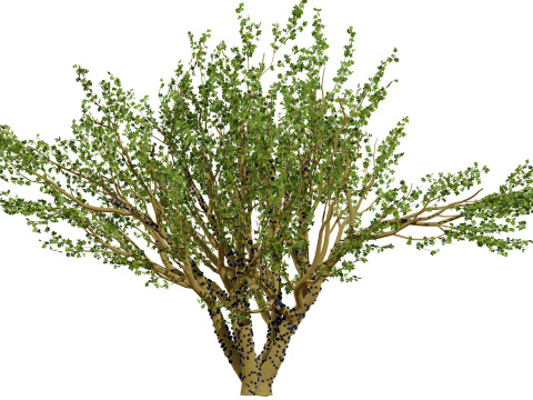 Tropical Jaboticaba Tree 3Dモデル