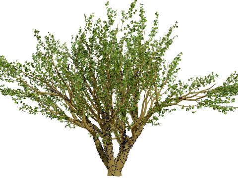 Tropical Jaboticaba Tree 3D Model