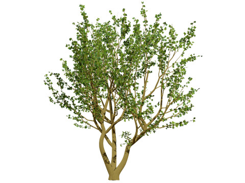 Tropical Jaboticaba Tree 3Dモデル