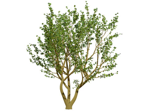 Tropical Jaboticaba Tree 3D Model
