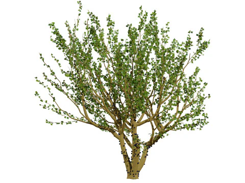 Tropical Jaboticaba Tree 3D Model