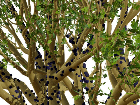 Tropical Jaboticaba Tree 3D Model