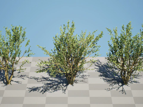 Tropical Jaboticaba Tree 3D Model