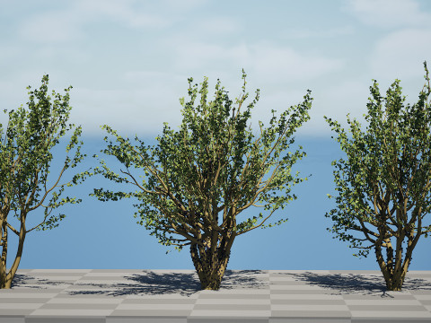 Tropical Jaboticaba Tree 3Dモデル